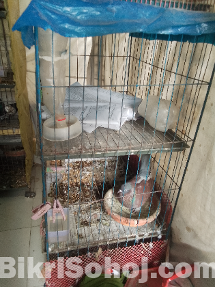 পাখির খাঁচা